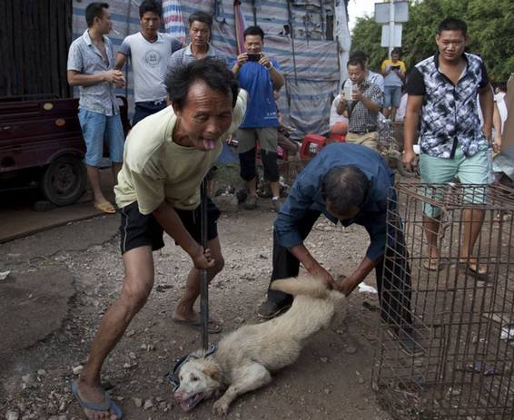 Chinese dog beaten and tortured in open market