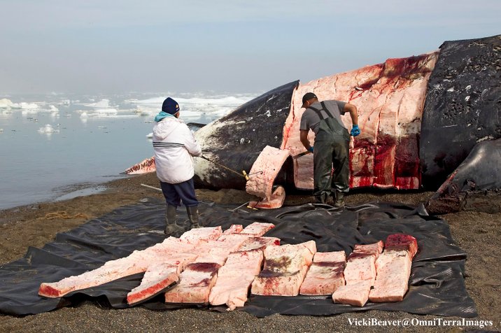 Whale Blubber Being Removed