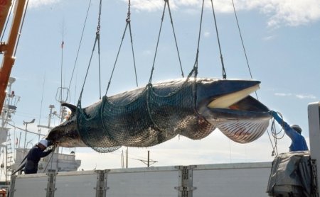 Whale Hunting In Japan