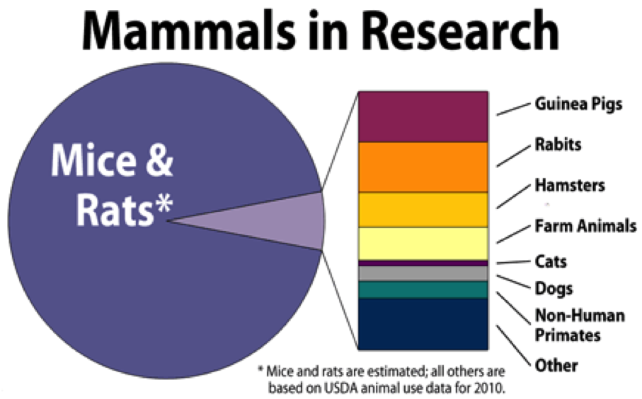 animal-testing-killing-animals-for-the-sake-of-research-askchange