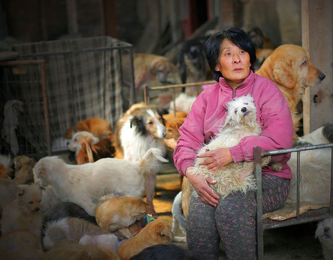Yang Xiaoyun With Her Dogs