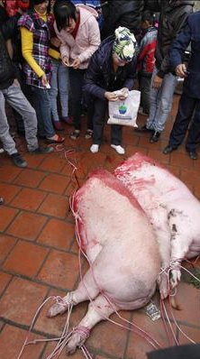 Pig's Head Chopped Off