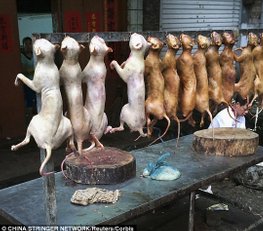 Yulin Dog and Cat Meat Festival