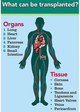 Organs That Can be Donated