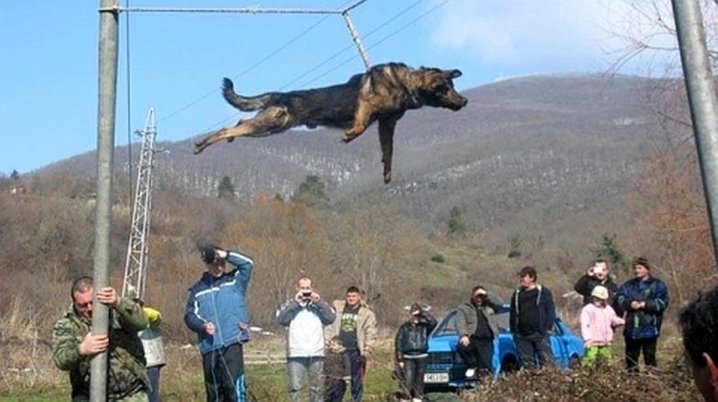 Villagers taking Pictures Of the Helpless Dog