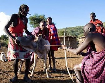 Africans Drinking Cow's Milk