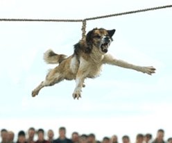 Dog Spinning In Bulgaria