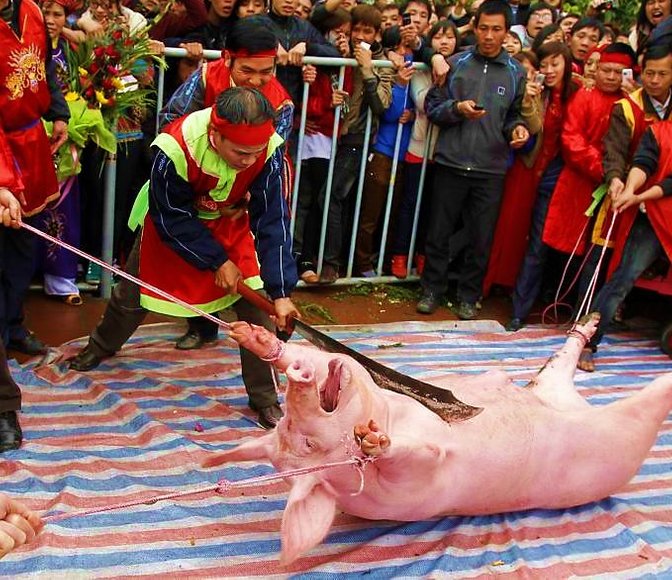 Pig Sacrifice Ceremony