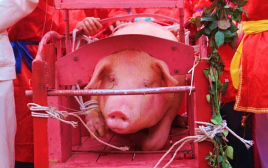 Pig's Caged In Wooden Box