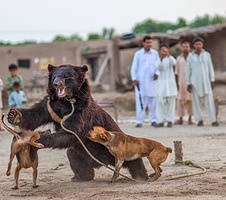 Bear Baiting In Pakistan