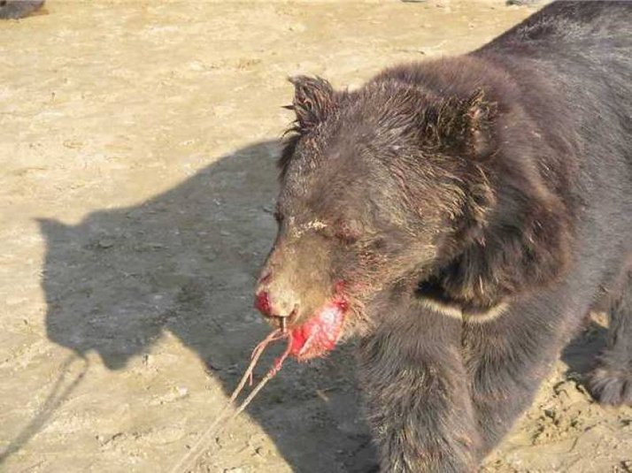 Bear Baiting Injuries