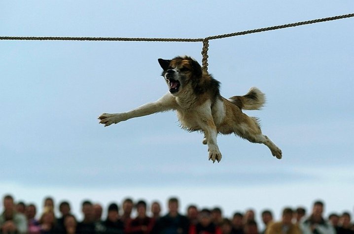 Suspended Dog Left For Spinning